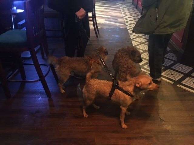 Before we left we were joined by three extremely damp dogs. Pepper and Ted (SuperTed to his friends) were on leads but Jess was allowed to roam free