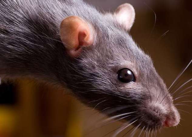 Rats and mice are said to infest some of the older buildings in the prison. Picture: Library image