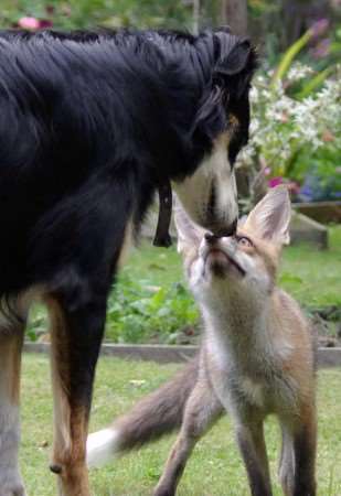 Fox cub Fred and his new friend Sadie play together every evening