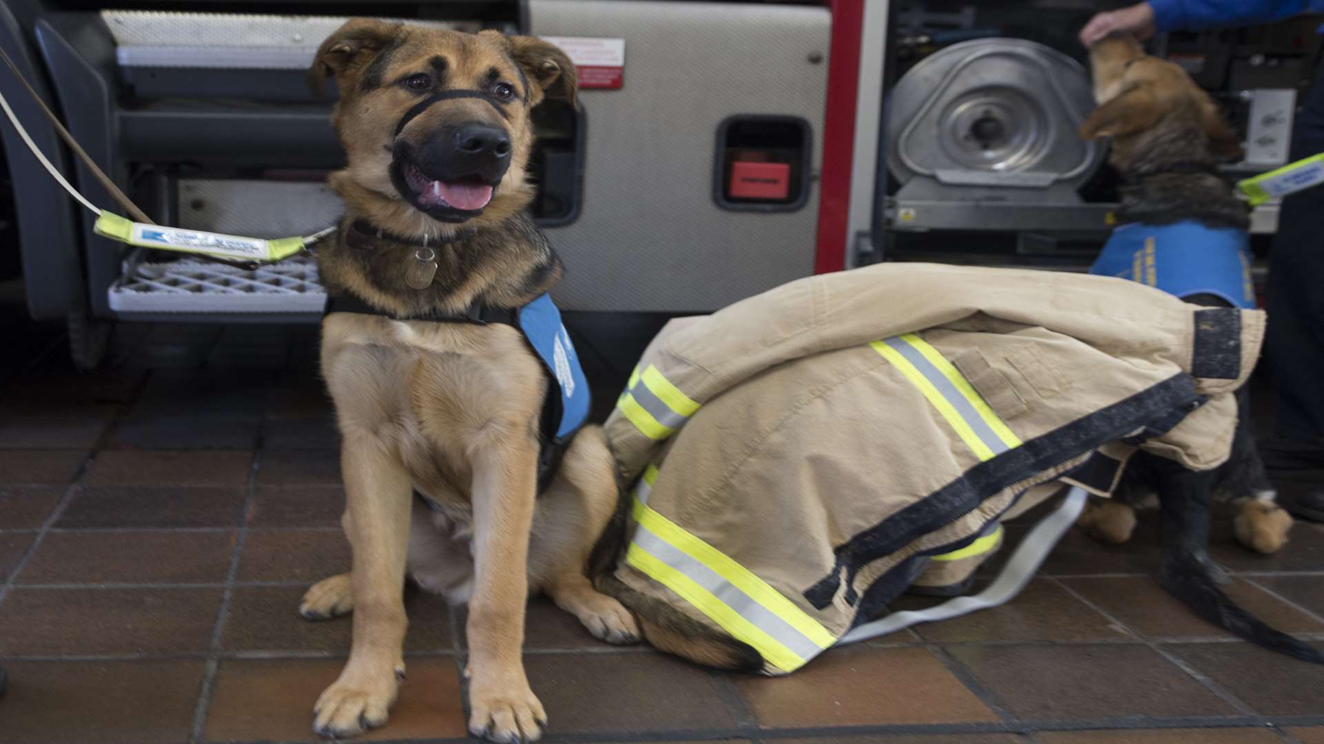 Puppies from the Medway branch of Guide Dogs for the Blind visited Medway Fire Station in Watling Street, Gillingham. Pic: Kent Fire and Rescue Service