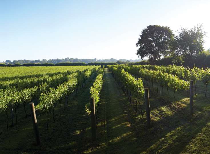 Brexit fears over a shortage of fruit pickers at Chapel Down