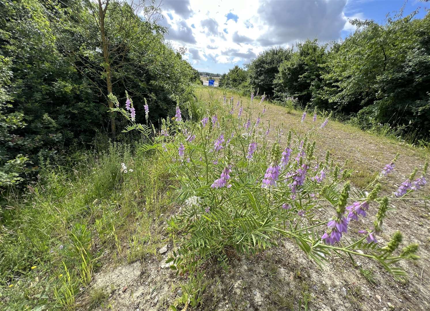 Nature has reclaimed the banks either side of the M20. Picture: Barry Goodwin