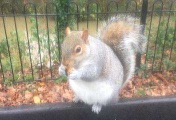 The bag-snooping culprit poses for the camera. Photo provided by Victoria Weller.