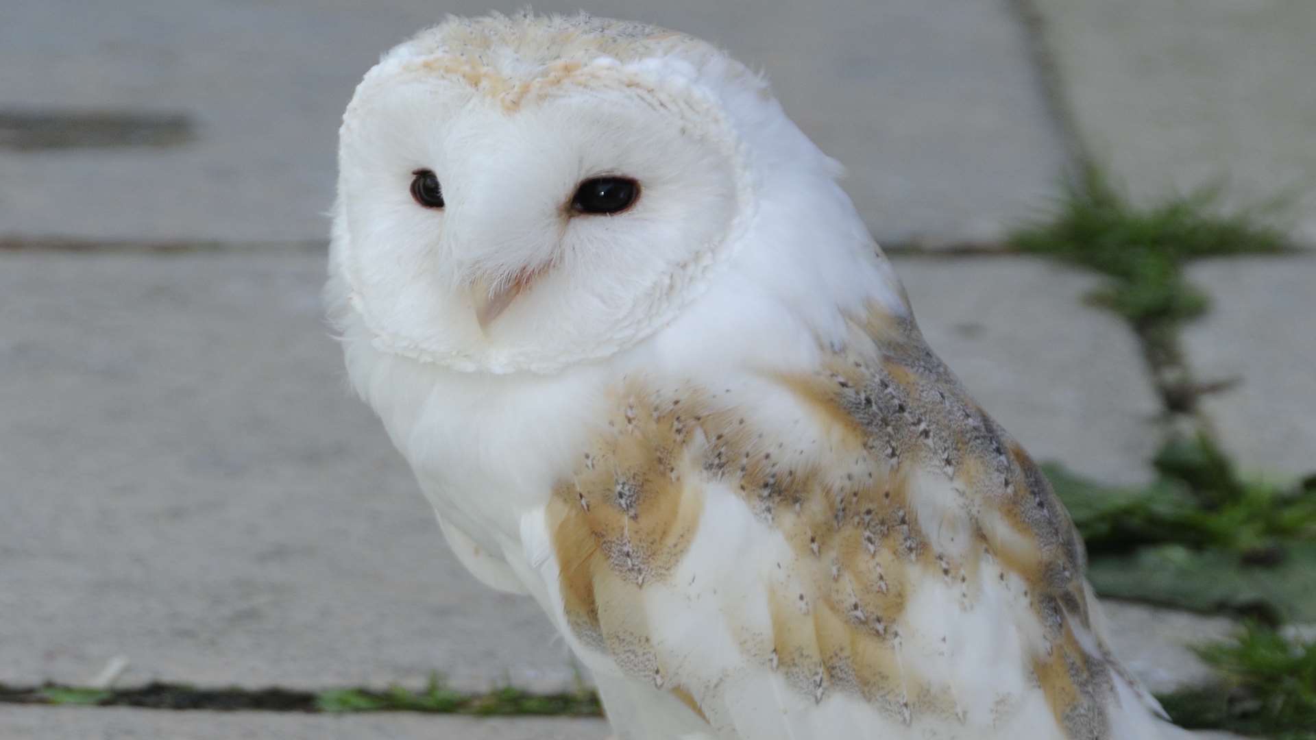 Albie the barn owl was rescued by Mr Maxted