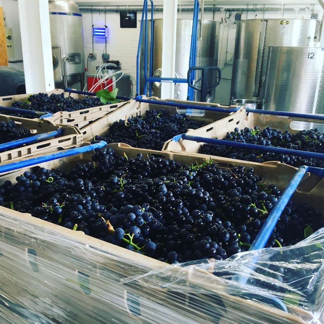 Mereworth Wines is celebrating its first full harvest this year