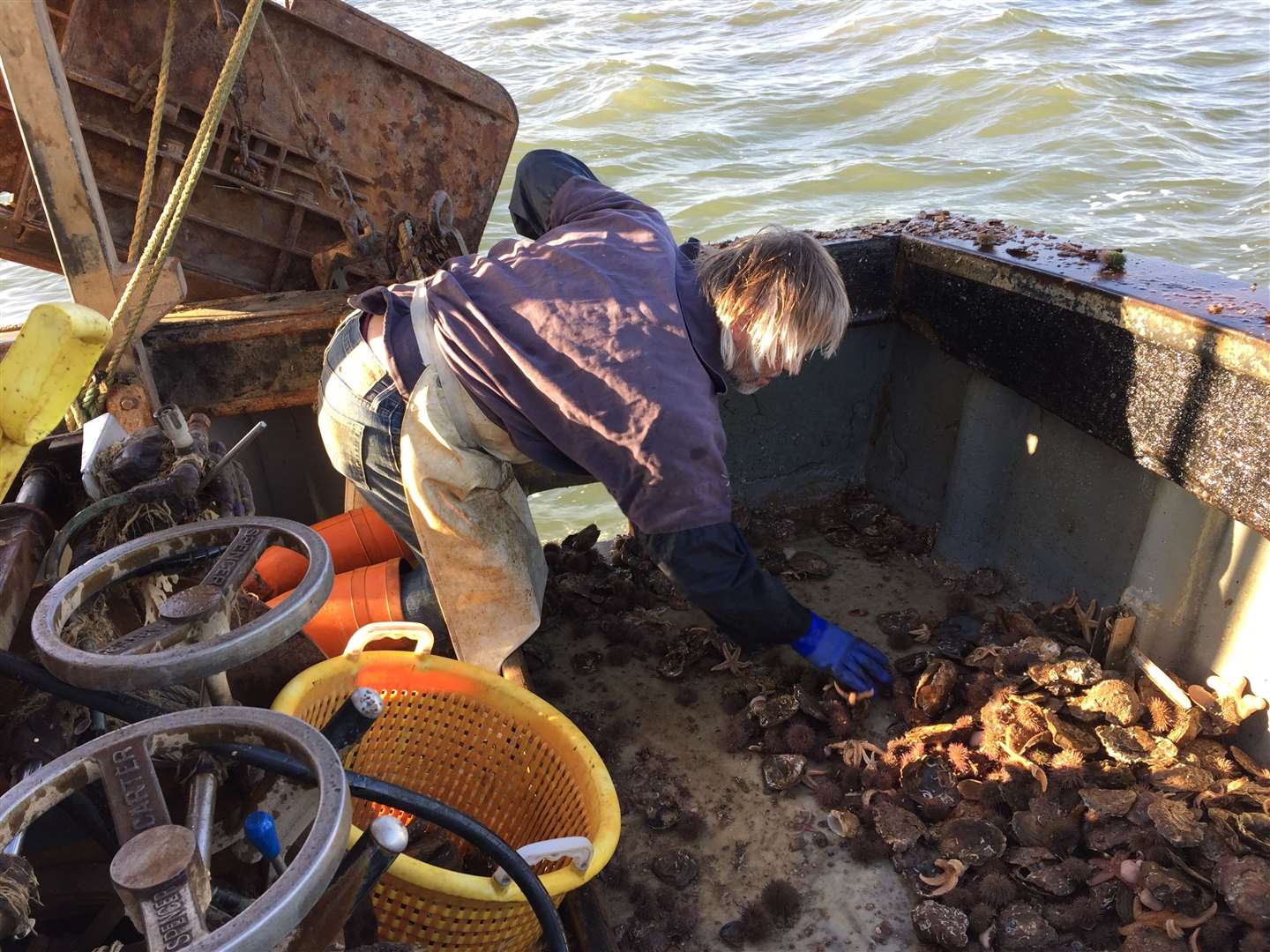 Phil searching for oysters