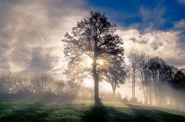 Trees could save our lives (3507899)