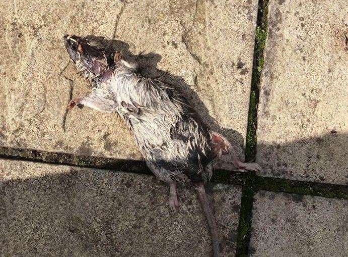 John Powell says the mess is attracting vermin, including the dead rat pictured, which he found on his garden patio. Picture: John Powell