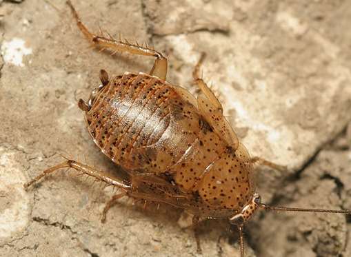 Cockroaches like this were found. Stock image