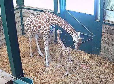 Jabari with mum Lehana during the live-stream. Credit: Youtube