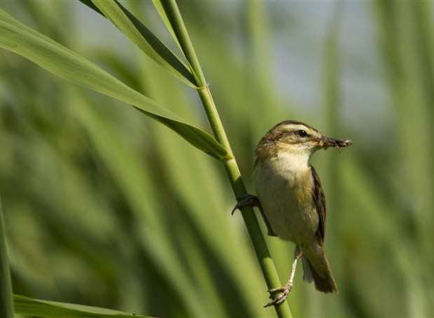 A sedge warbler at Stodmarsh nature reserve. Picture: Thomas Cawdron