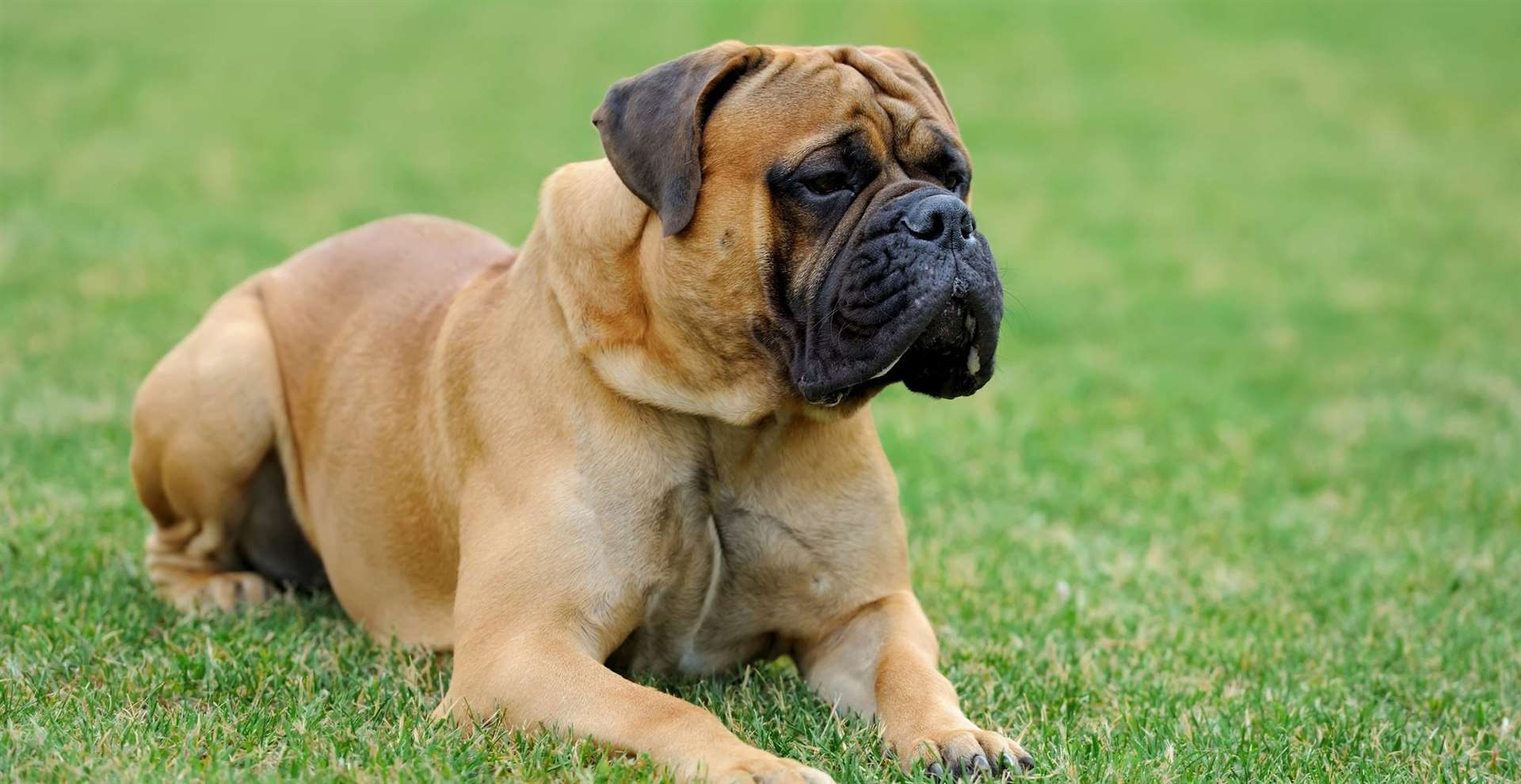 Stock pic of a mastiff-type dog, similar to the breed involved in the incident. Picture: iStock