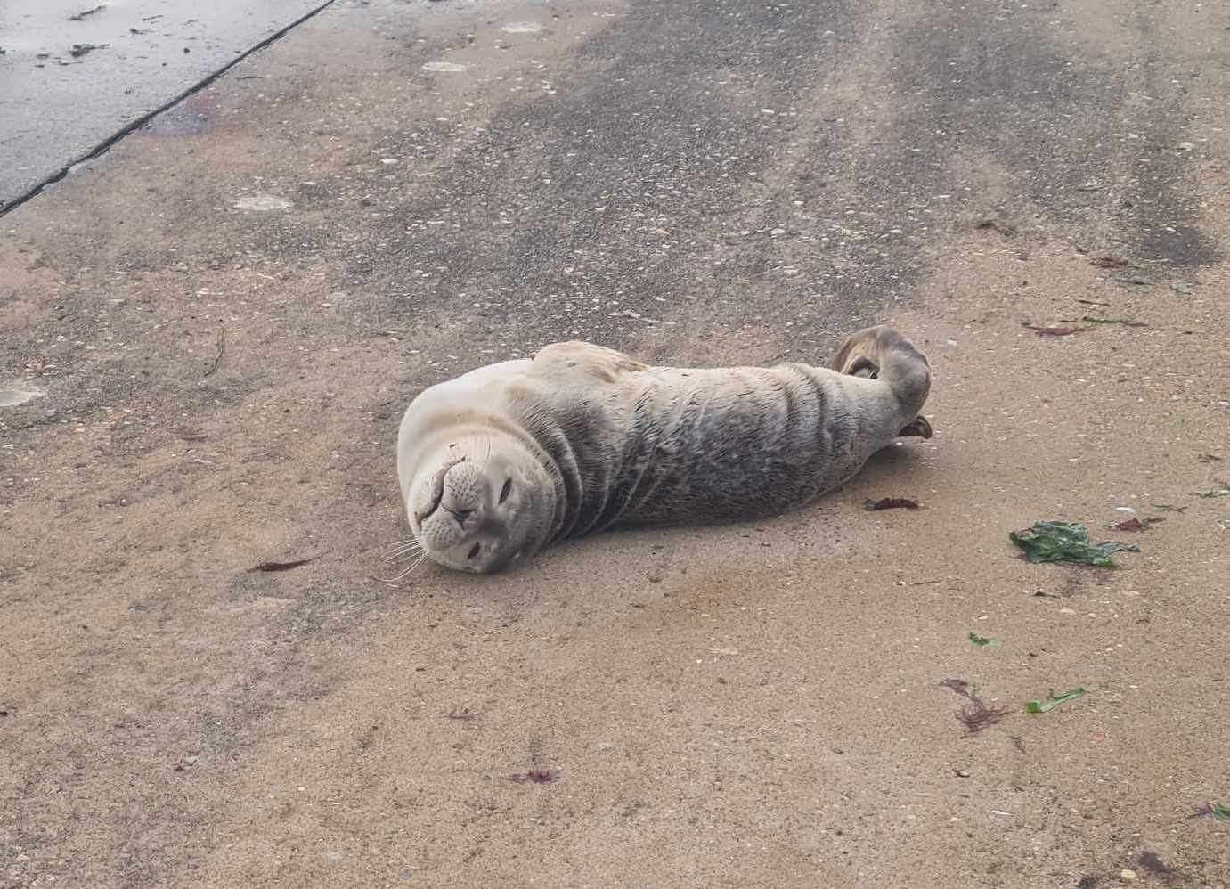 The pup was found in Birchington but swam off before rescuers could assess it. Picture: Hannah Marsh