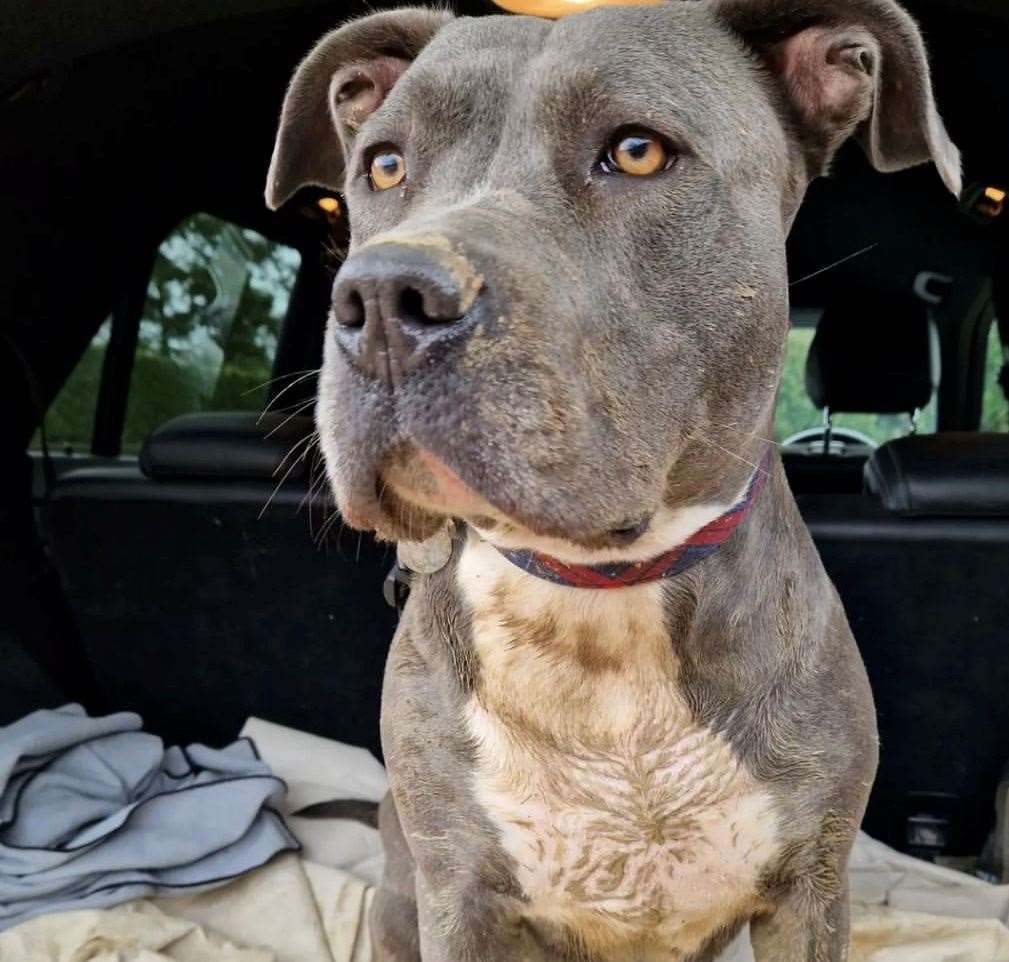 Rosie will be three years old in November and now faces having to wear a muzzle while out on walks. Picture: Lindsey Beaumont