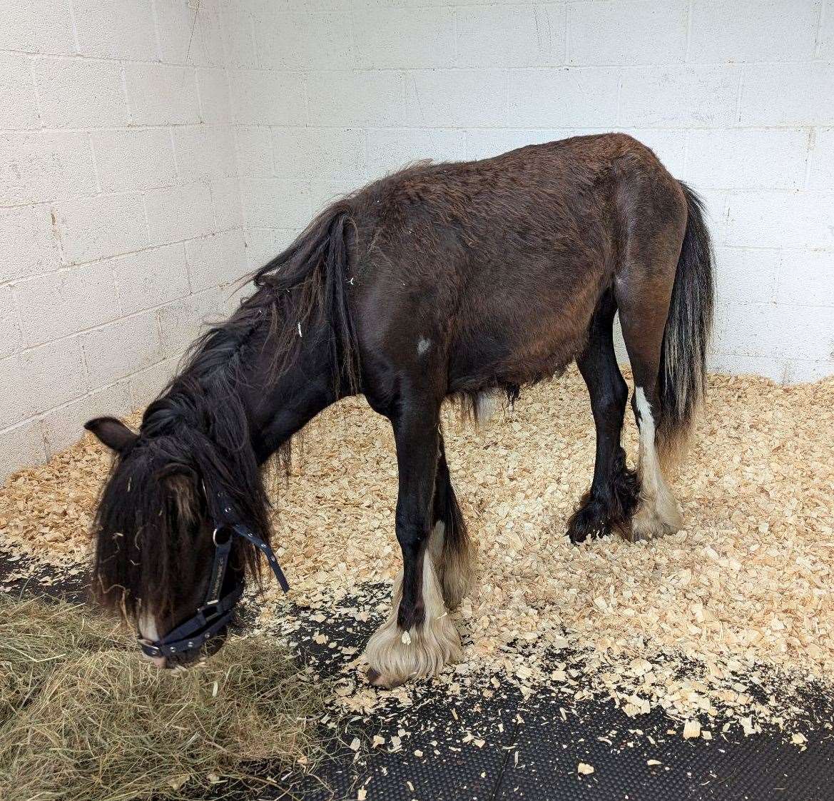 Forrest upon arrival at the vets. Photo: RSPCA