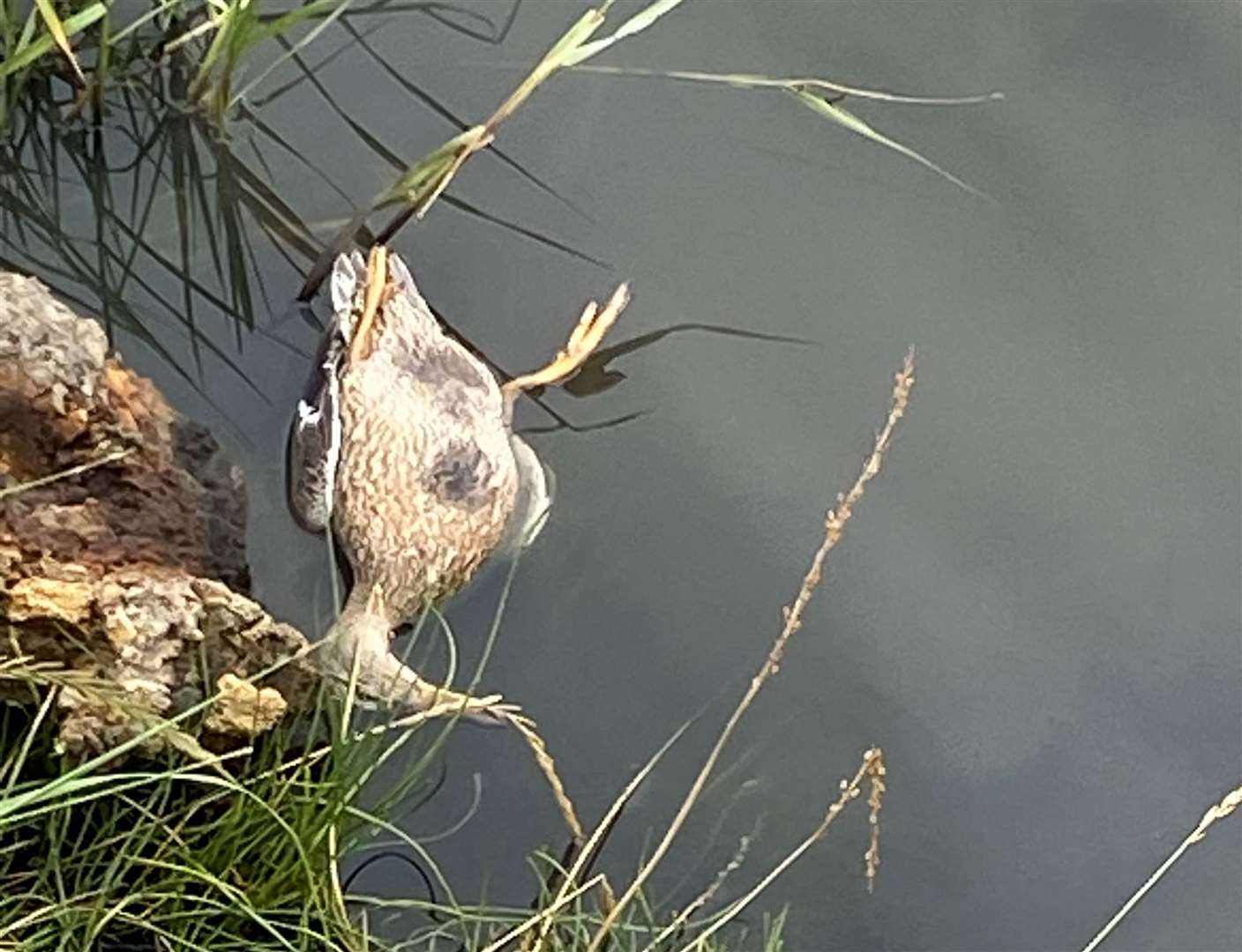 The duck was killed by stone-throwing kids. Picture: Jackie Smith