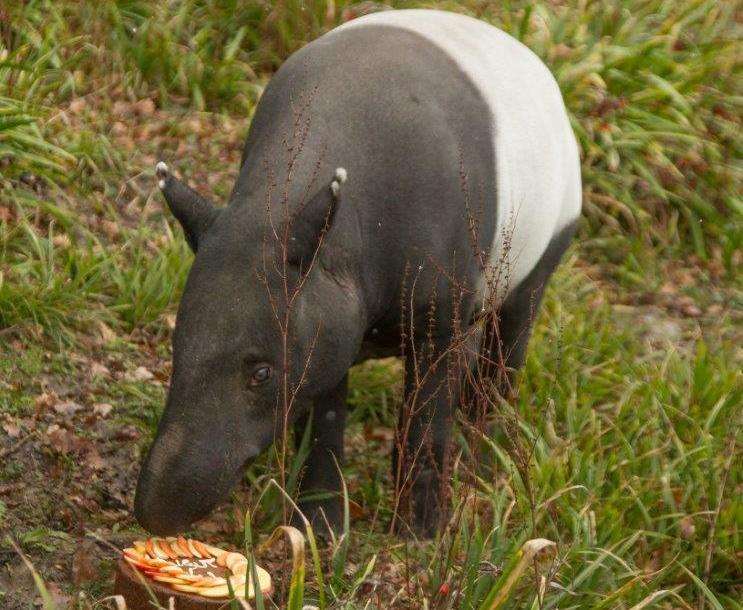 Kingut tucks into his birthday cake at Port Lympne. Credit: Port Lympne