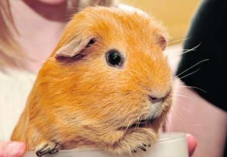 Bubbles the guinea pig