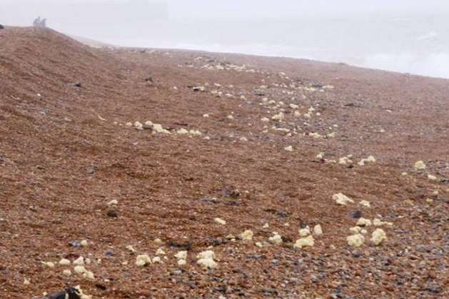 Suspected palm oil on the beach in Folkestone, west of the harbour wall