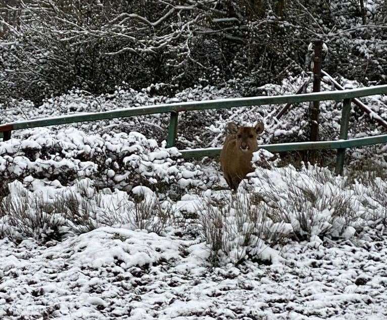 Animals enjoying the snow at Port Lympne. Pictures: Port Lympne/David Rolfee