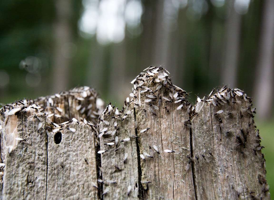 Swarm of flying ants preparing for flight Credit: TheUjulala (Pixabay)