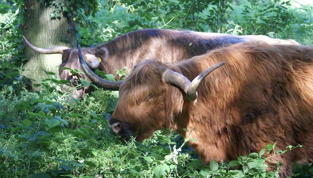 Highland cows are kept in fields near to the River Stour in Toddlers Cove