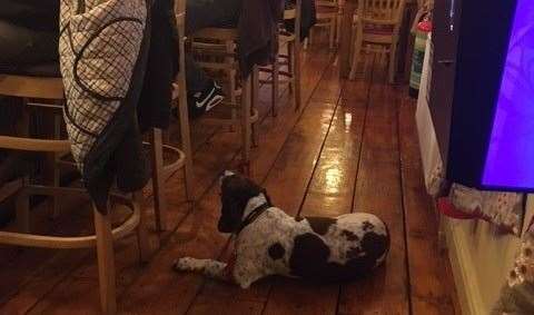 Keeping an adoring eye on his owner, this springer spaniel had taken up his position in the narrow stretch behind the stools at the bar. I was more than happy to give him a friendly pat on my way past.