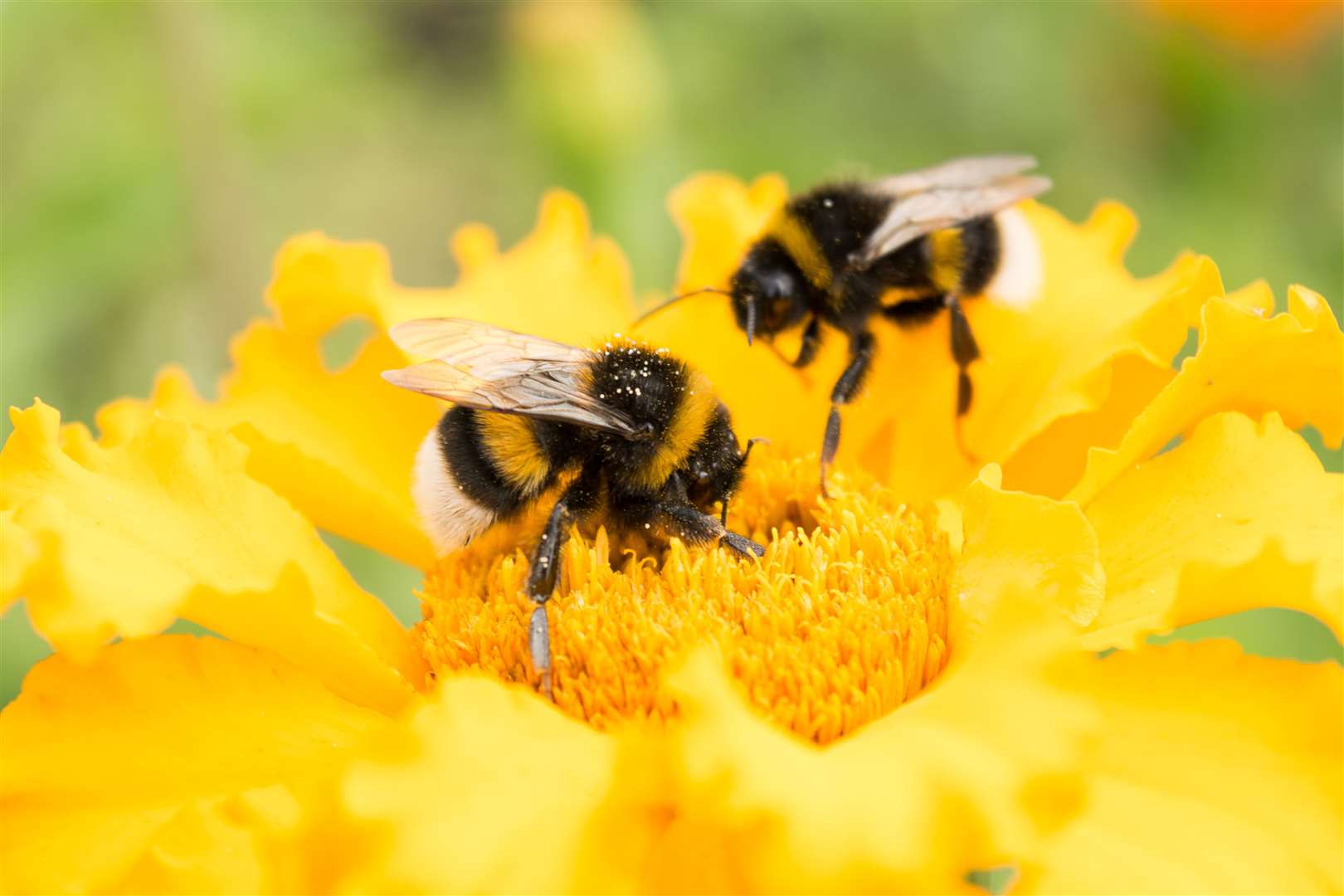 With their fur coats, bumblebees suffer in hot weather, says KNP chair Matthew Balfour