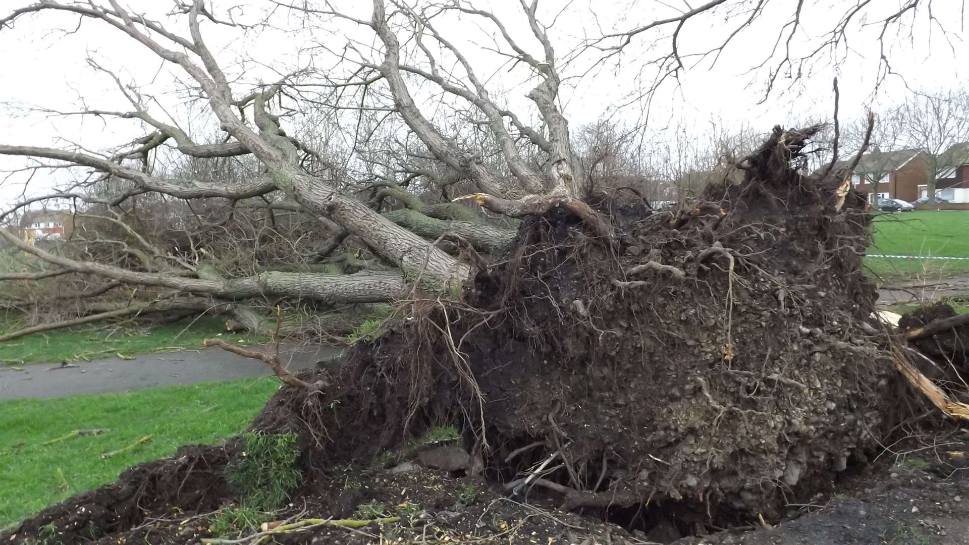 This tree in Beechwood Avenue, Milton, was uprooted by Storm Eunice. Luckily the tree crashed into Milton Rec. and not on to the houses the other side of the road. Picture: Fred Atkins