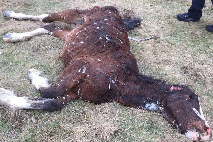 Staff at The Retreat were distressed by the sight of dead horses