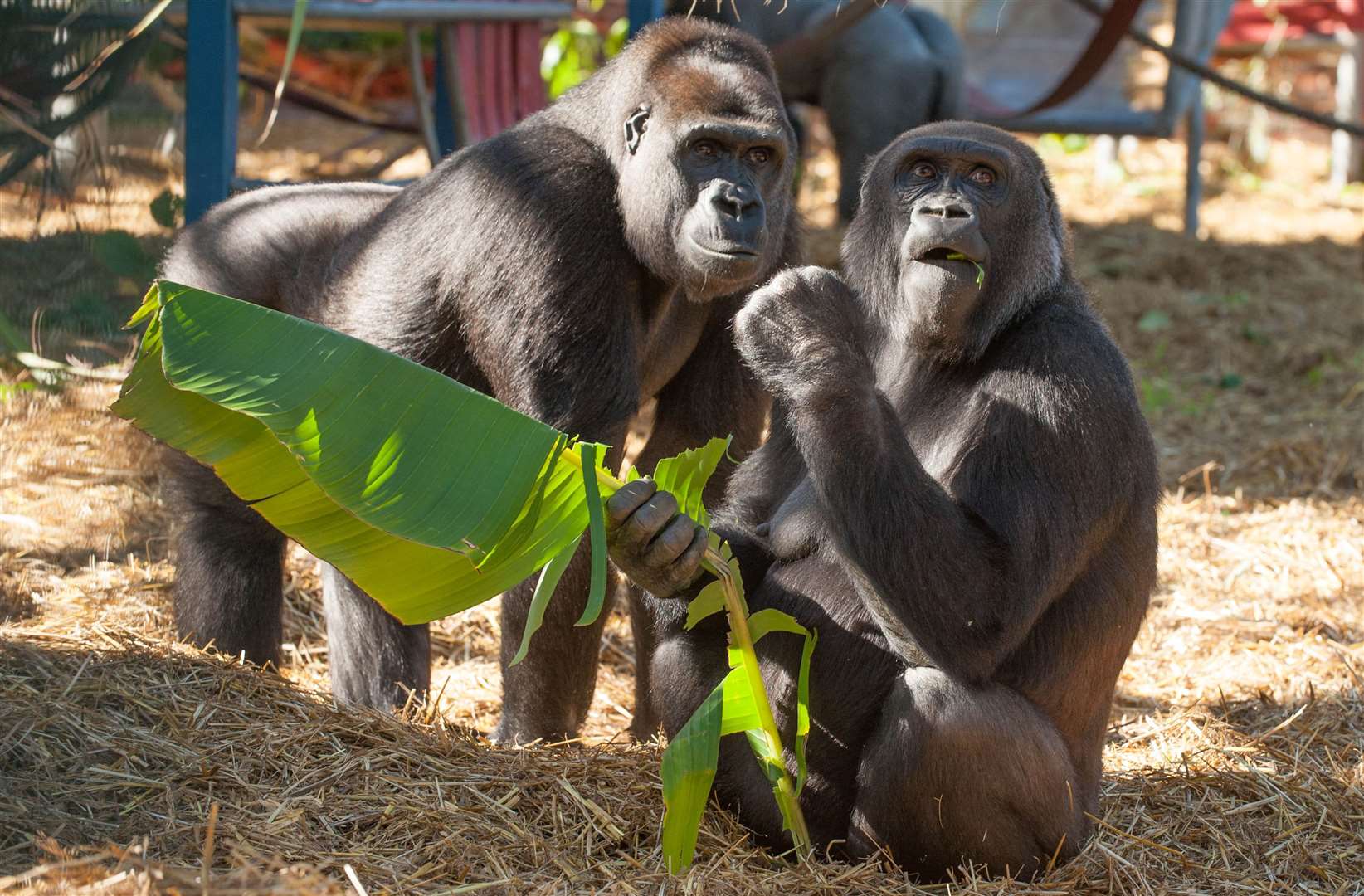 The Aspinall Foundation is one of the world's leading breeders of gorillas. Picture: Aspinall Foundation/Dave Rolfe