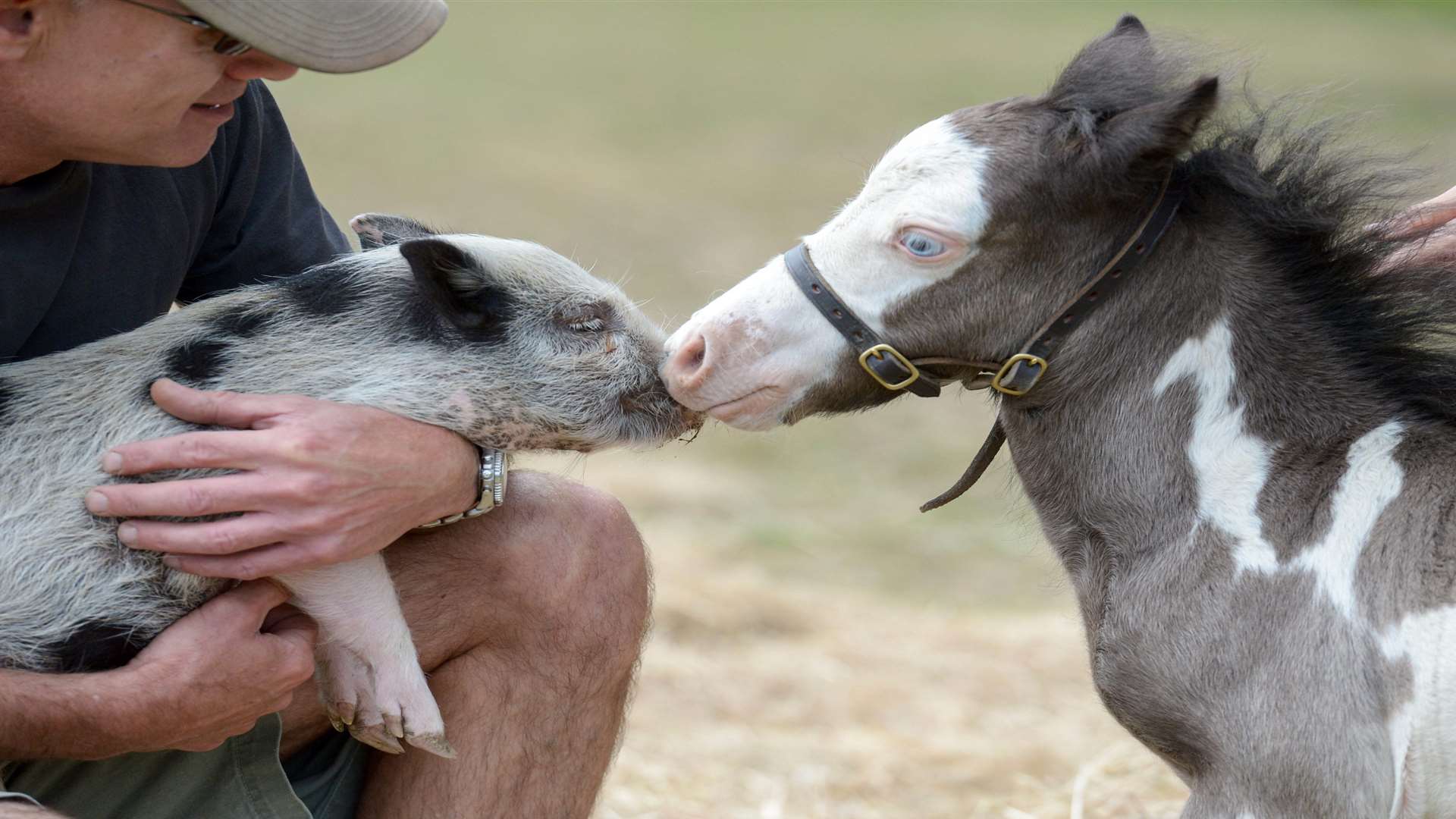 MicroDave meets Bean. Picture: AirBnb/SWNS