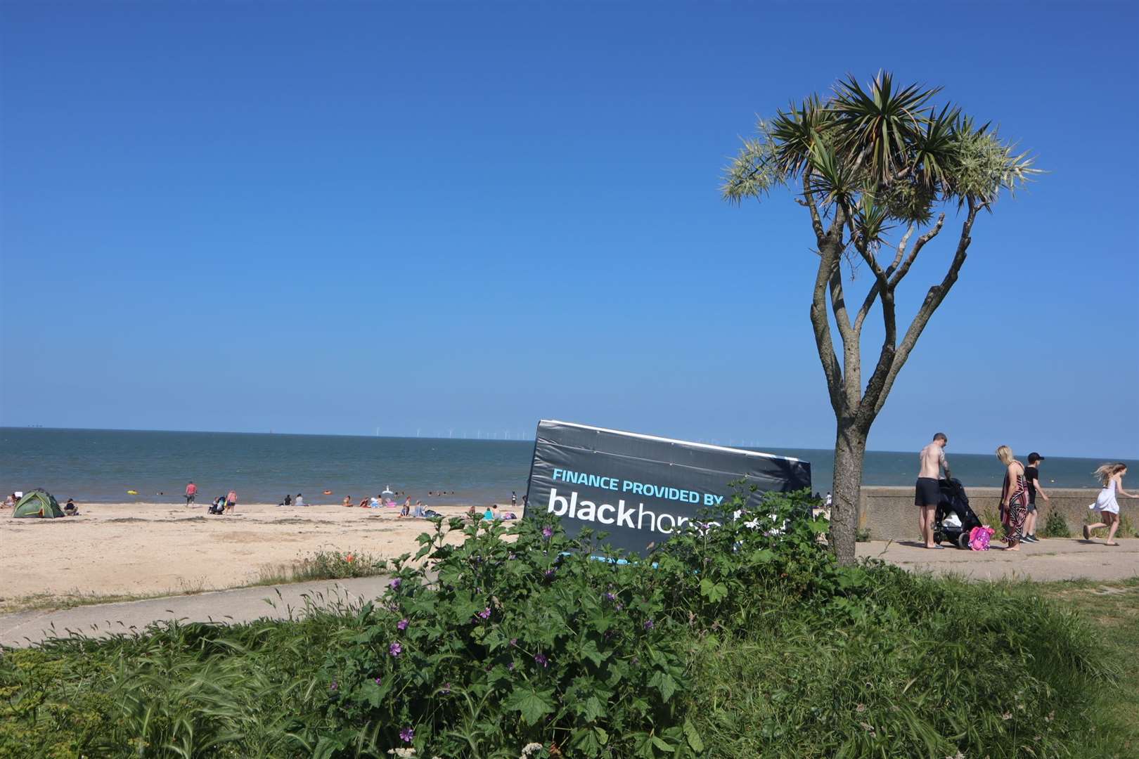 A lone palm tree on the private beach of Cosgrove Leisure's Central Beach Holiday Park at Leysdown