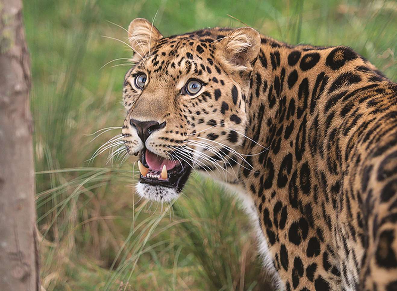 You can see wild cats at the sanctuary in Smarden