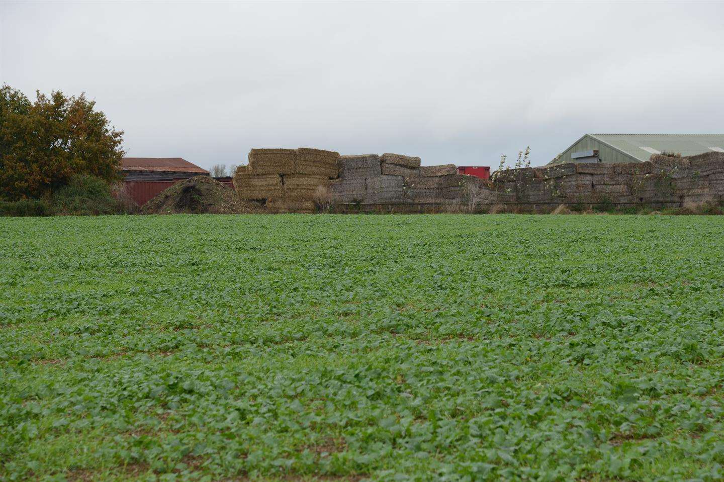 The yard is screened by trees and a stack of hay bale