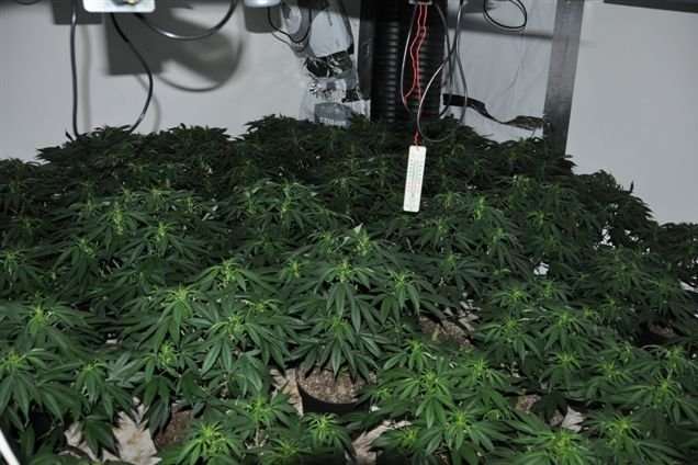 The discovery of more than 450 cannabis plants in a disused fish and chip shop in Luton Road.