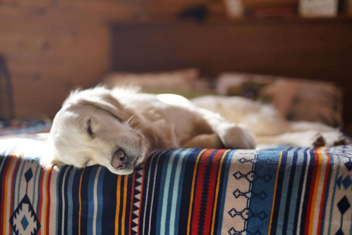 Diffusers can help your pup feel less stressed. Picture: Unsplash