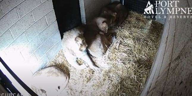 The cubs have been cared for by mum Oudrika and their olders siblings