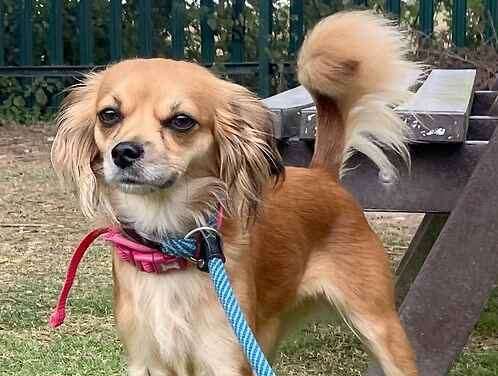 Nala is a cavalier chihuahua mix. Picture: Last Chance Animal Rescue