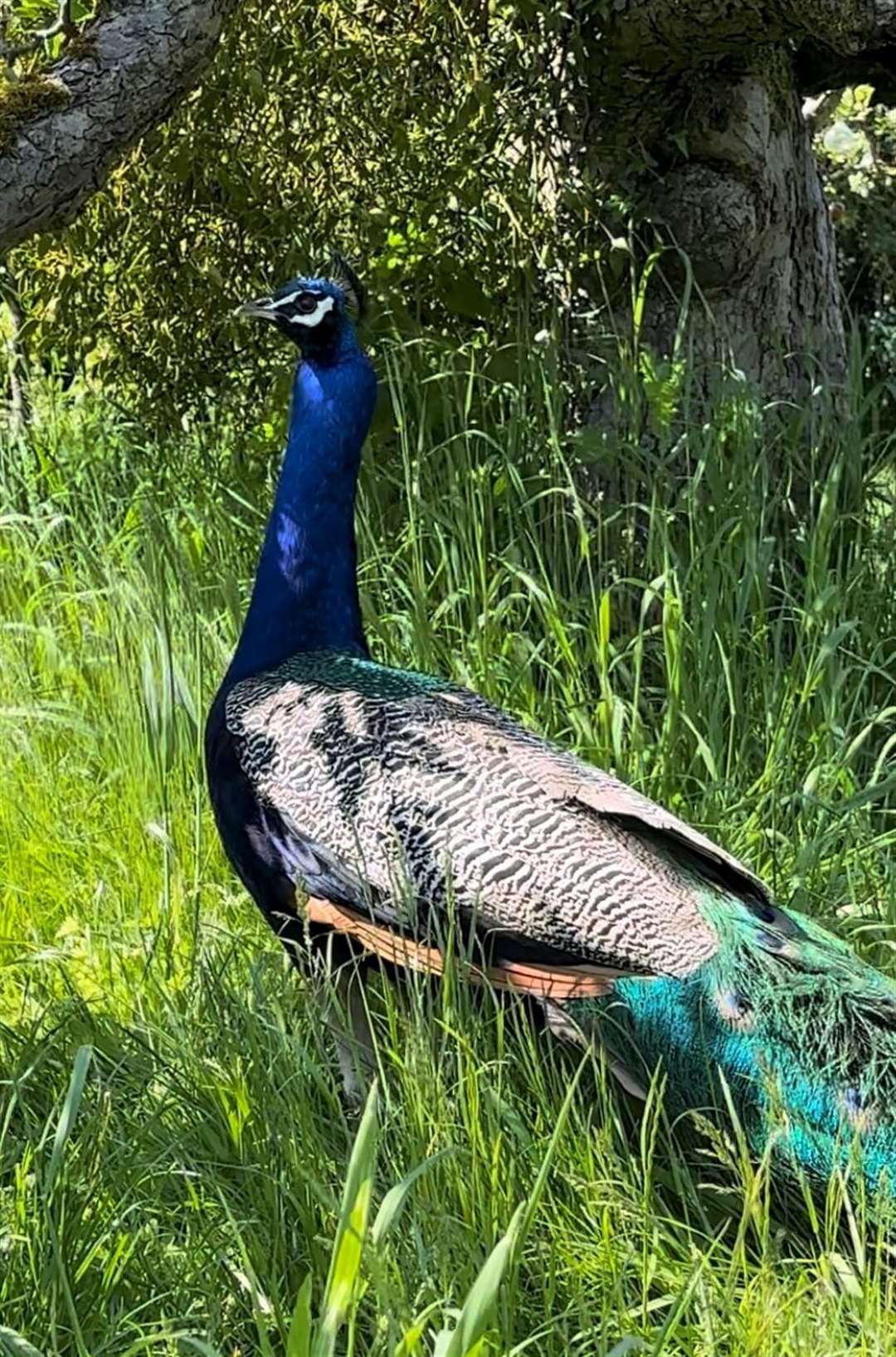 The family say River had learnt to trust humans and was very friendly. Photo: Macey Michael-Carter