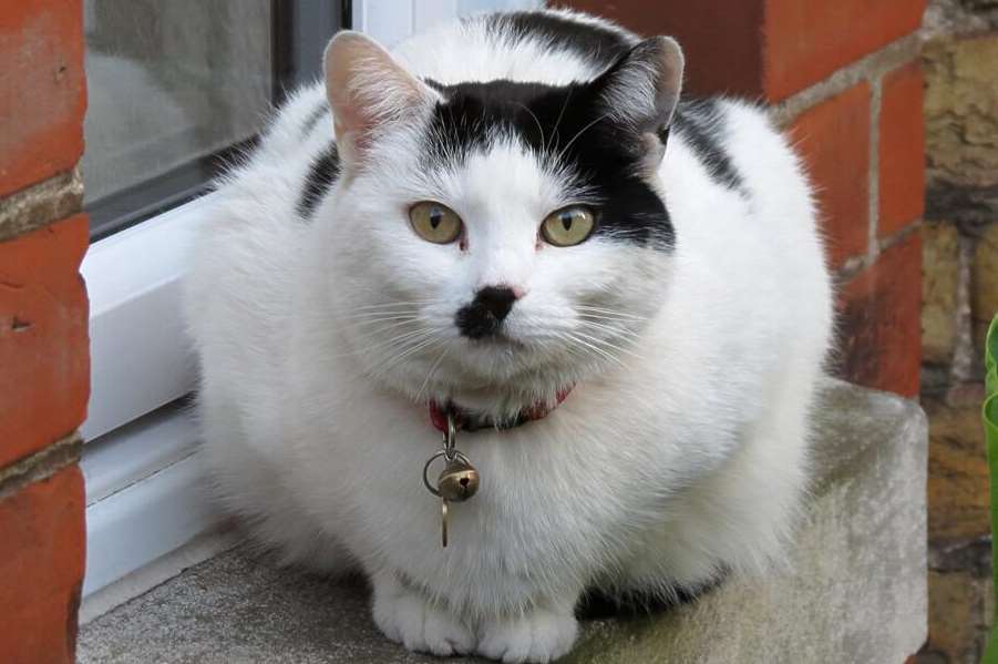 A cat that looks like Hitler spotted in Chapel Road, Ramsgate. Picture: Keith Ross