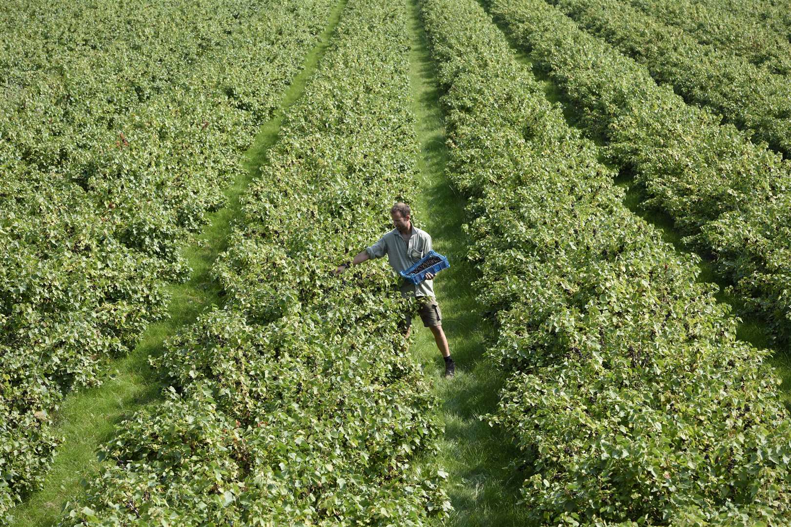 A large number of migrant workers came to the UK to work in industries such as soft fruit picking Stock picture