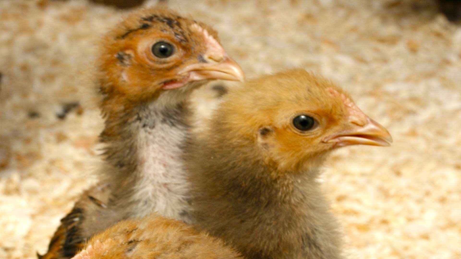 Chicks and chicken agility is just part of the fun at Hens and Gardens in Great Comp Gardens for Father's Day