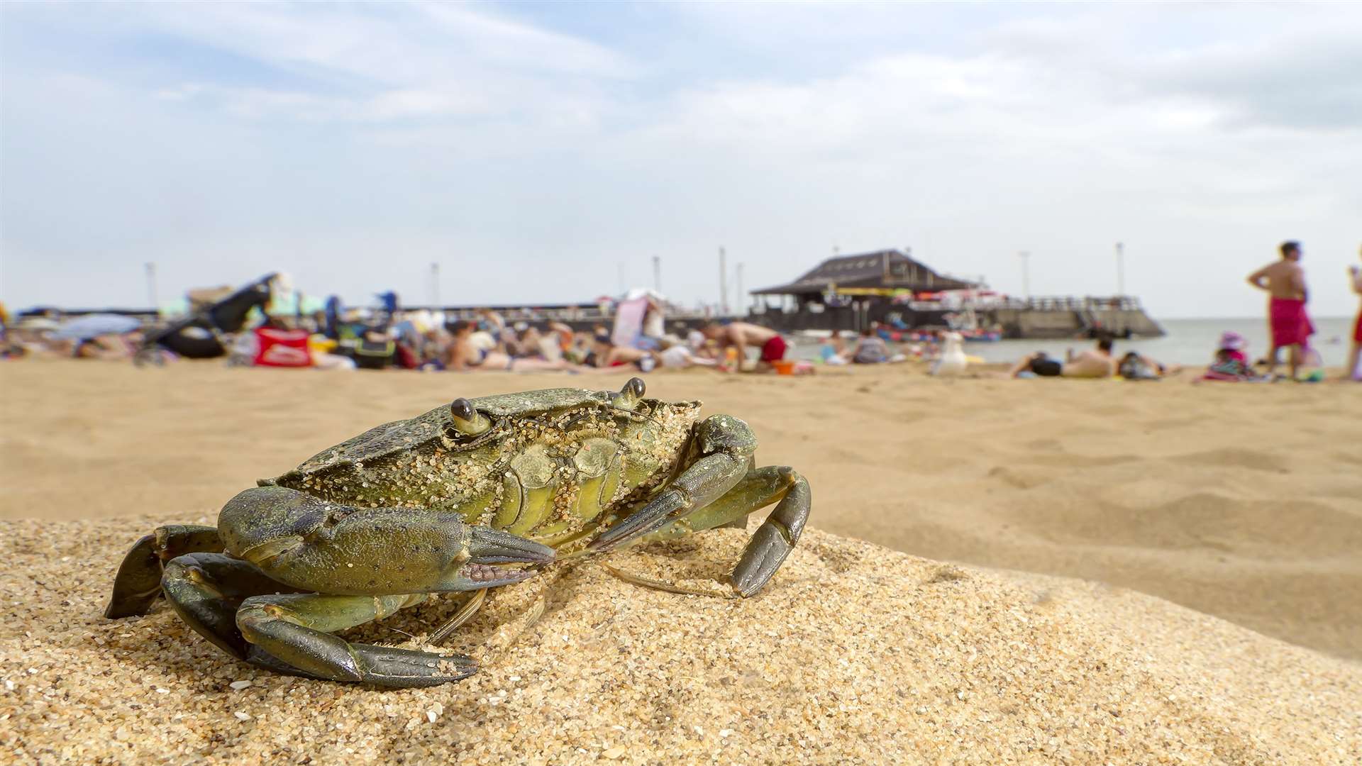 The picture of a a shore crab was one of the four photo's Jason entered in the competition