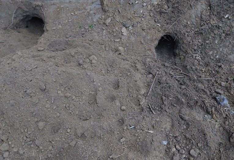 The men from Romney Marsh had dug up the habitats and put up wildlife deterrent devices. Picture: Kent Police