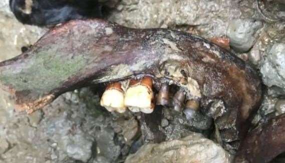 A jaw with teeth still visible hundreds of years after the remains were buried off Deadmans Island, near Queenborough, Sheppey. Picture: BBC