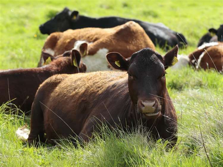 Cows can be affected by bluetongue