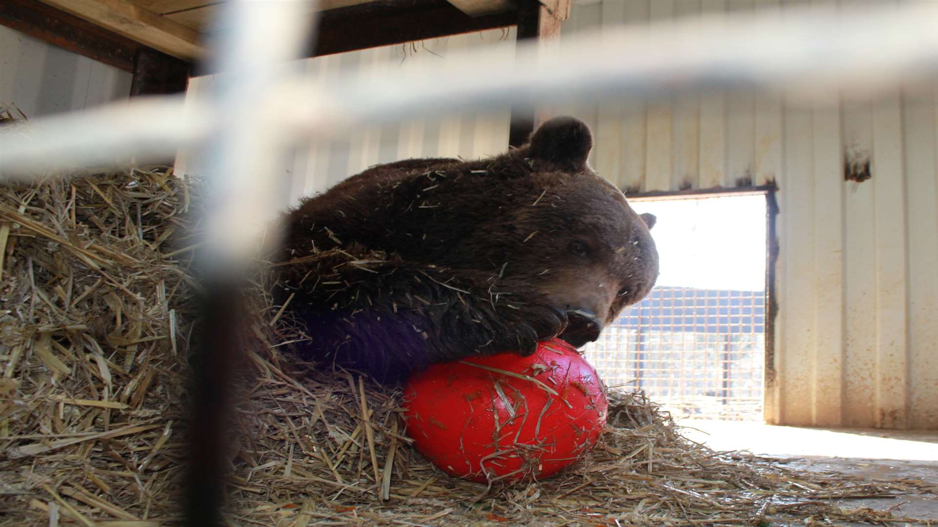 Wildwood's bears are lapping up the marmalade treat. Pictures: Wildwood Trust