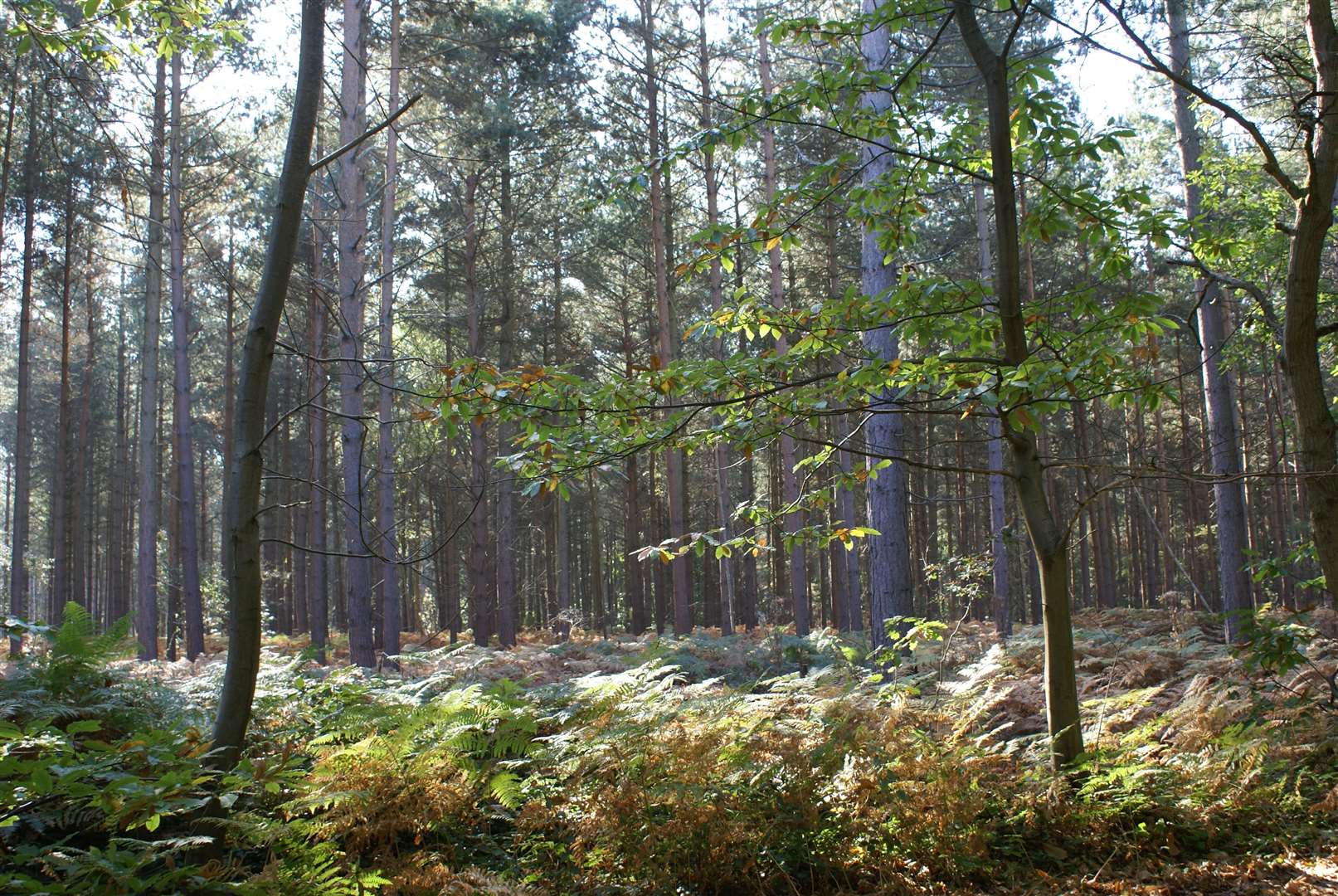 Drivers parking at Blean Woods will now be charged. Picture: Ray Lewis