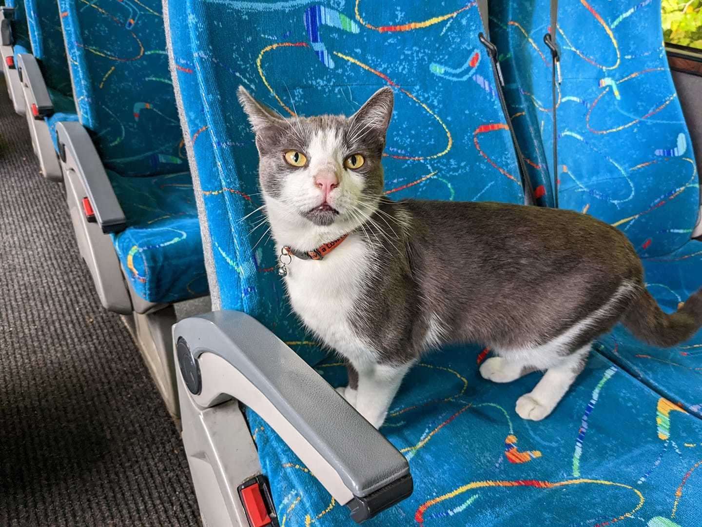 Adventurous Griffin hopped aboard a coach while wandering his patch. Picture: Nicci Robinson